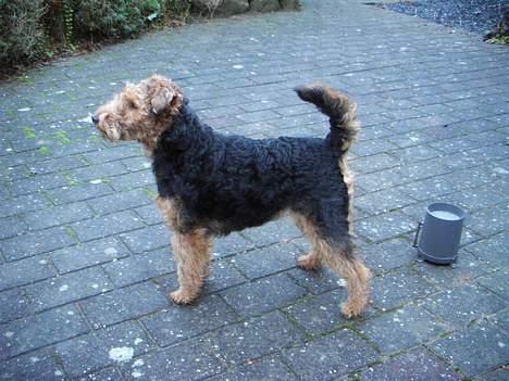 Welsh terrier Fie - Står jeg pænt nu far??? billede 1