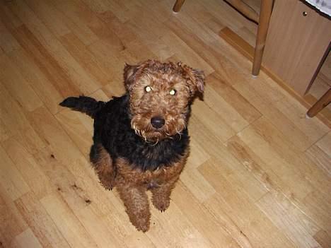 Welsh terrier Fie - Så gi mig da den god bid!!! billede 2