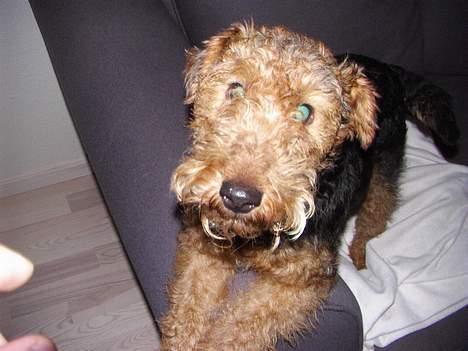 Welsh terrier Fie - Hvad laver du med det kamera??? billede 3