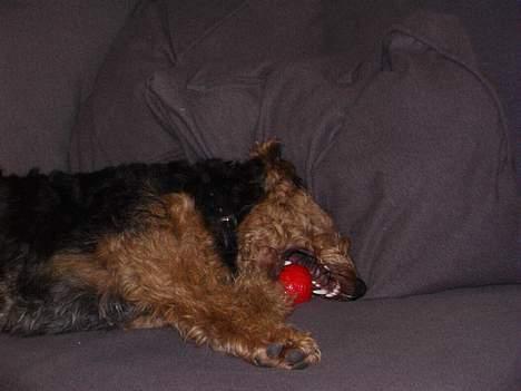 Welsh terrier Fie - Bare der var noget der ville tage bolden og smide den!!! billede 4