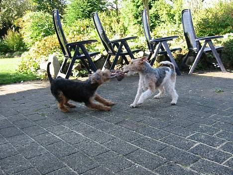 Welsh terrier Fie - Mig og min pap søster Freja (Rugh. fox) sloges om en bidering billede 5