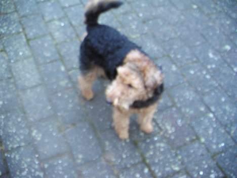 Welsh terrier Fie billede 7