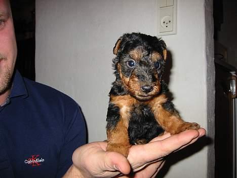 Welsh terrier Fie - Jep.. Jeg har også være lille engang.. billede 8