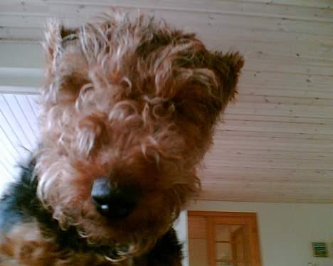 Welsh terrier Fie - Nu vil jeg ogdt nok gerne trimmes... billede 9