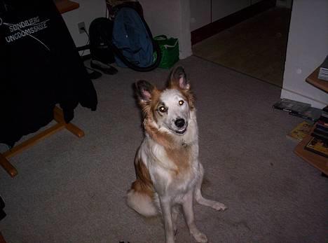 Blanding af racer Nikki *død* billede 1