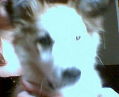 Blanding af racer Nikki *død* billede 2