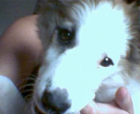 Blanding af racer Nikki *død* billede 3