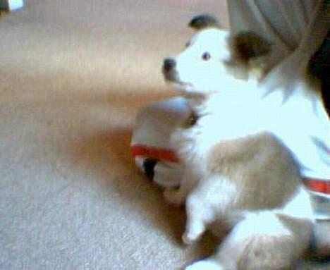 Blanding af racer Nikki *død* billede 4