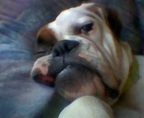 Boxer Alba billede 1