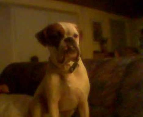 Boxer Alba billede 2