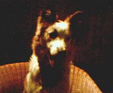 Blanding af racer Nikki *død* billede 5