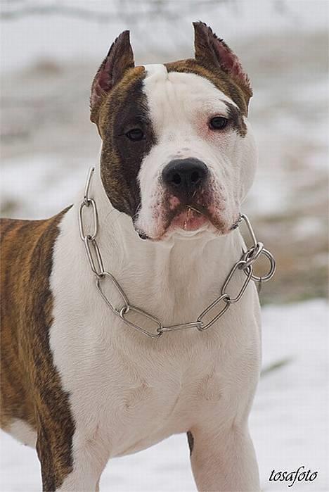 Amerikansk staffordshire terrier Wido Swoboda billede 14