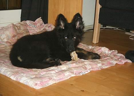 Schæferhund Tobila`s Felix - Nyder et lille ben. billede 9