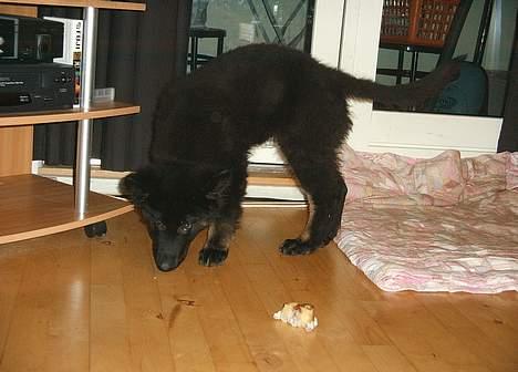 Schæferhund Tobila`s Felix - Snuser lidt rundt efter spiseligt. billede 10