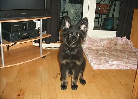 Schæferhund Tobila`s Felix - 15 uger og STORE ører. billede 11