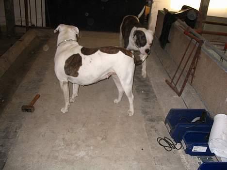 Amerikansk bulldog Østergårds Kelly osbuorne billede 4