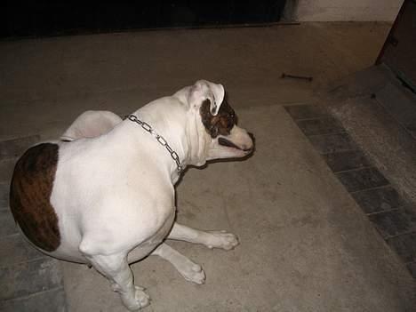 Amerikansk bulldog Østergårds Kelly osbuorne - uhh... det klør billede 5