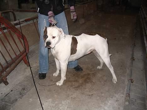 Amerikansk bulldog Østergårds Kelly osbuorne billede 6