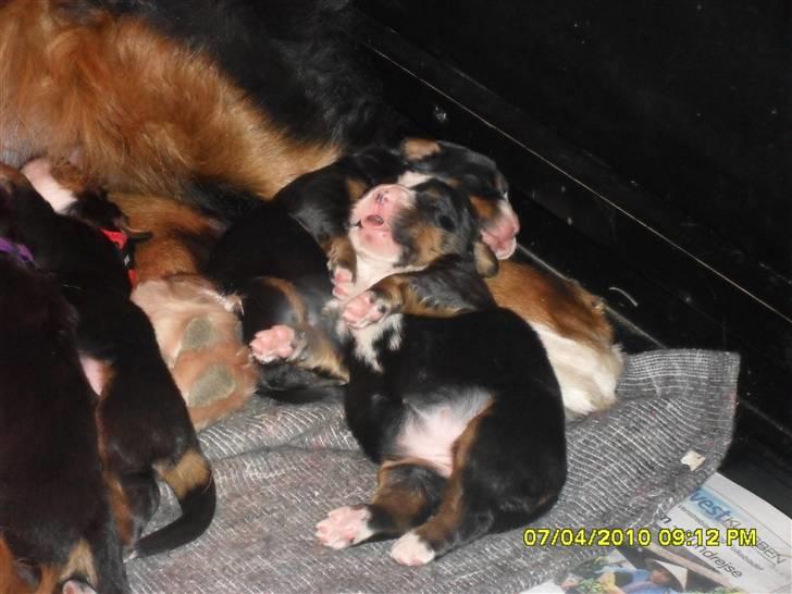 Berner sennenhund Gloria (Død april 2013) - Man er vel mæt billede 14