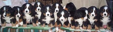 Berner sennenhund Gloria (Død april 2013) - her er jeg sammen med alle mine kuld søskende vi er 11 stk billede 15