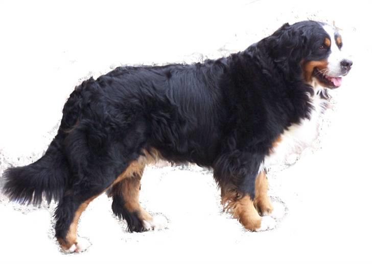 Berner sennenhund Gloria (Død april 2013) - Gloria 2009 billede 16