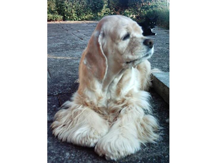 {{currentPhoto.altText}} billede {{currentPhoto.number}}