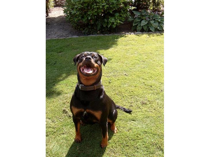 Rottweiler Clair (R.I.P 2010) - Clair 2 år billede 1