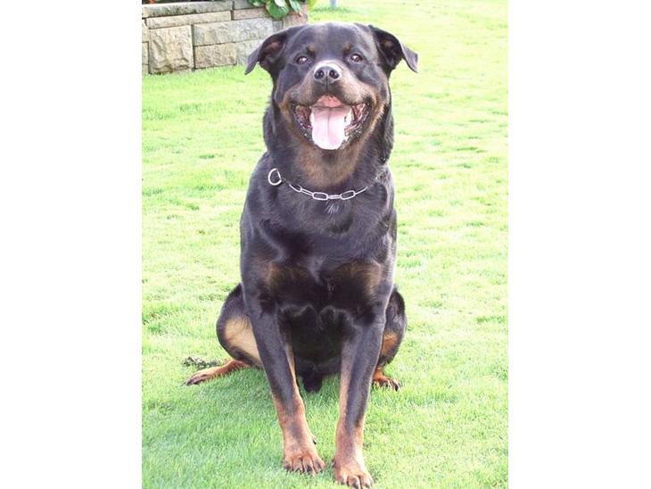 Rottweiler Tyson ( R.I.P 2/10-2013) - Tyson oktober 2006 billede 1