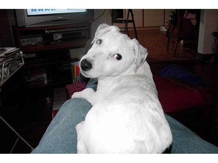 {{currentPhoto.altText}} billede {{currentPhoto.number}}