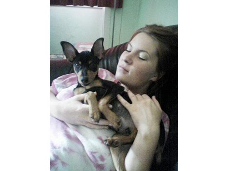 Dvaergpinscher Basse billede 1