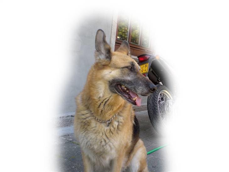 Schæferhund Nero *RIP* SAVNER DIG billede 1