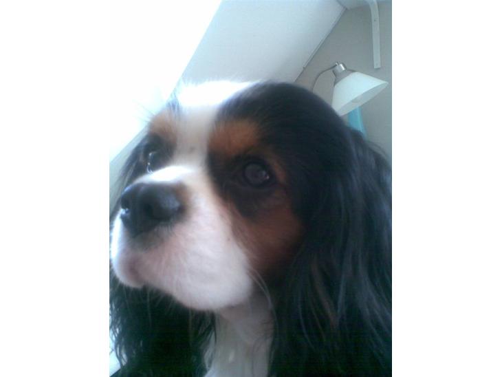 {{currentPhoto.altText}} billede {{currentPhoto.number}}