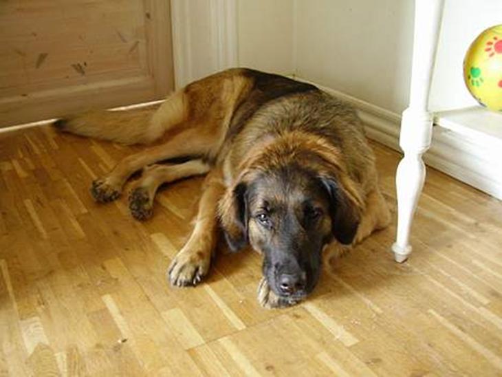 {{currentPhoto.altText}} billede {{currentPhoto.number}}