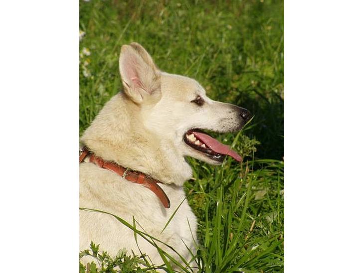 {{currentPhoto.altText}} billede {{currentPhoto.number}}