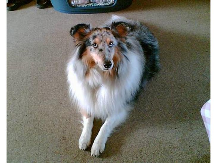 Shetland sheepdog Poulsgaards Bill Gates billede 1