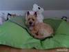Cairn terrier Bubber