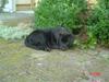 Labrador retriever Zia