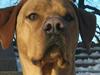 Blanding af racer Rollo Himmelhund