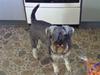 Dvaergschnauzer Neno (Nemo)