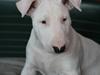 Bullterrier Henry