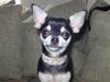 Chihuahua Cher blir kaldt Donna