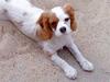 Cavalier king charles spaniel Maddie