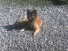 Tervueren Eistrup's Bindy (Lajka) [ Himmelhund]