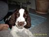 Engelsk springer spaniel Harley