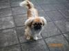 Pekingeser Molly R.I.P [ Himmelhund]