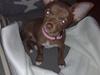 Chihuahua Wilma