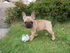 Fransk bulldog Balder