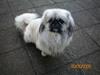 Pekingeser Bamse