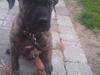 Dogo canario R.I.P <3 Freja <3 