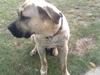 Dogo canario Barcus